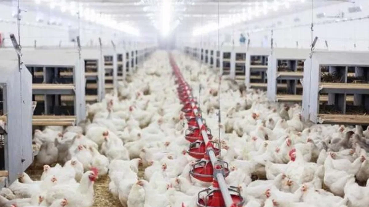 Tavuk yumurtası üretimi yüzde 3,6 arttı