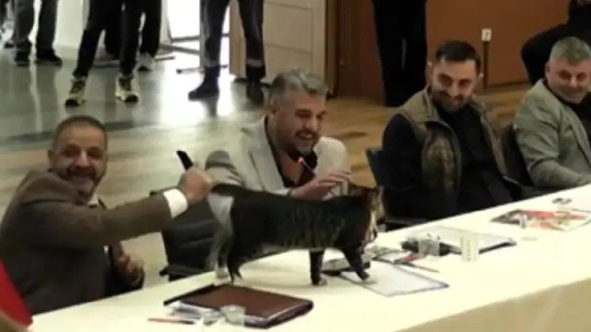 Şile’de AK Parti’den CHP’li üç belediye başkanına ‘kedili’ teşekkür!
