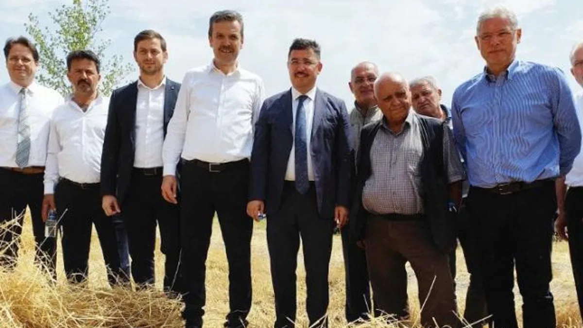 Mudanya’da yeni çeşit buğdaylara hasat