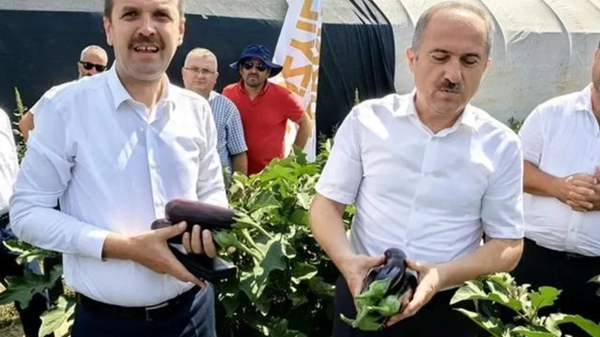 Bursa’da patlıcan hasadı başladı