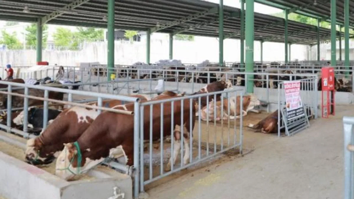 Kocaeli’de kurban satışı için ön kayıtlar başladı