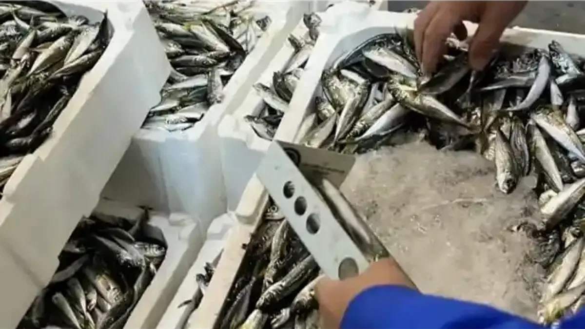 İzmir İl Tarım’dan su ürünlerine sıkı denetim