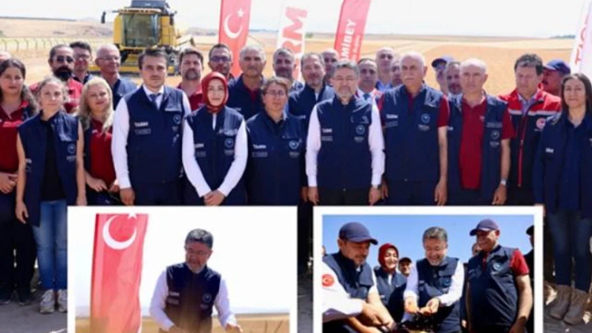 Yerli ve milli buğday çeşitlerine hasat
