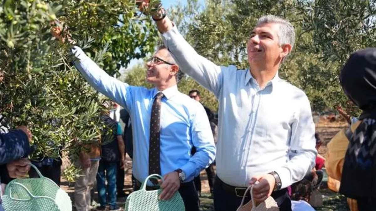 Manisa Soma’da zeytin hasadı şenliği