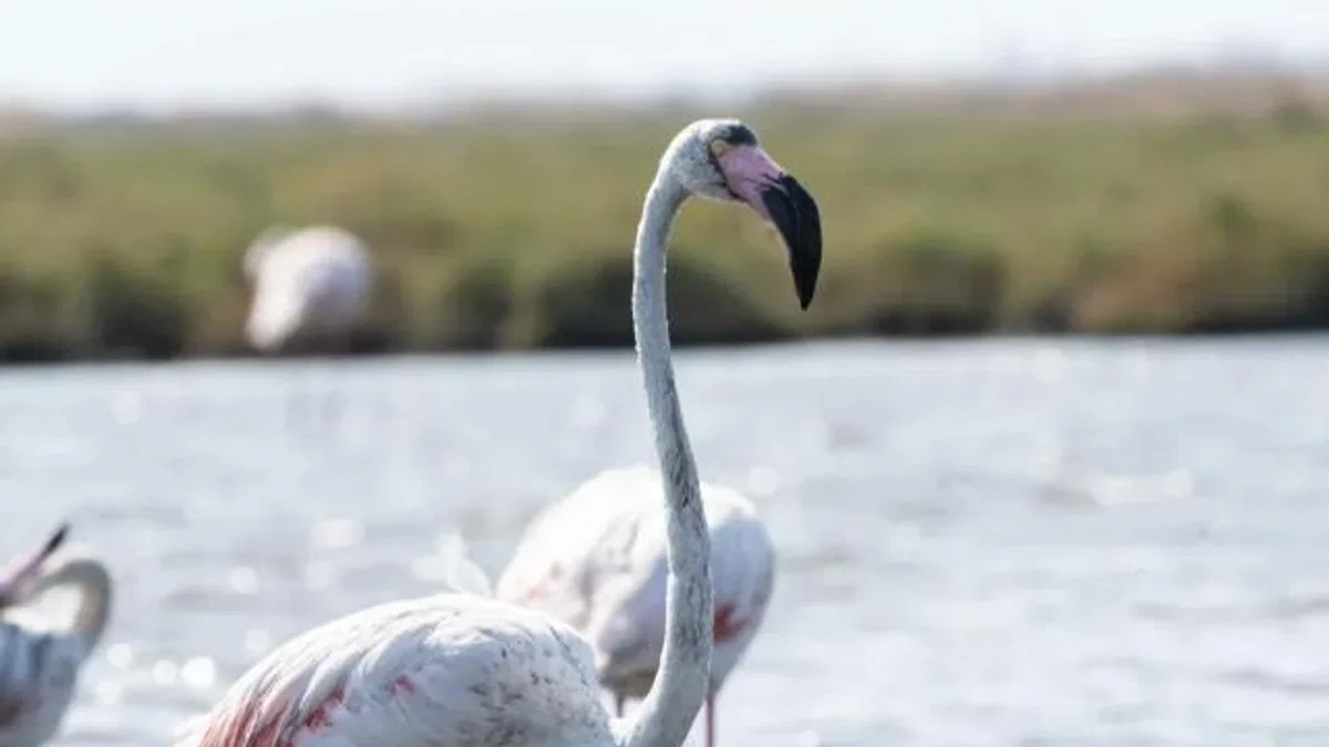 İzmir’de ‘Flamingo Yolu’ turları yeniden başladı