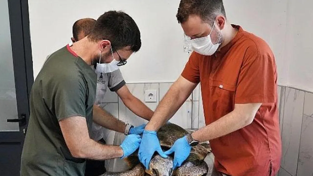 Körfez’deki yaralı Caretta carettaya yardım eli