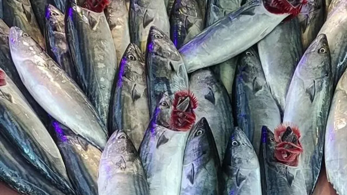 Mudanya’daki balıkçı tezgahları palamutla doldu