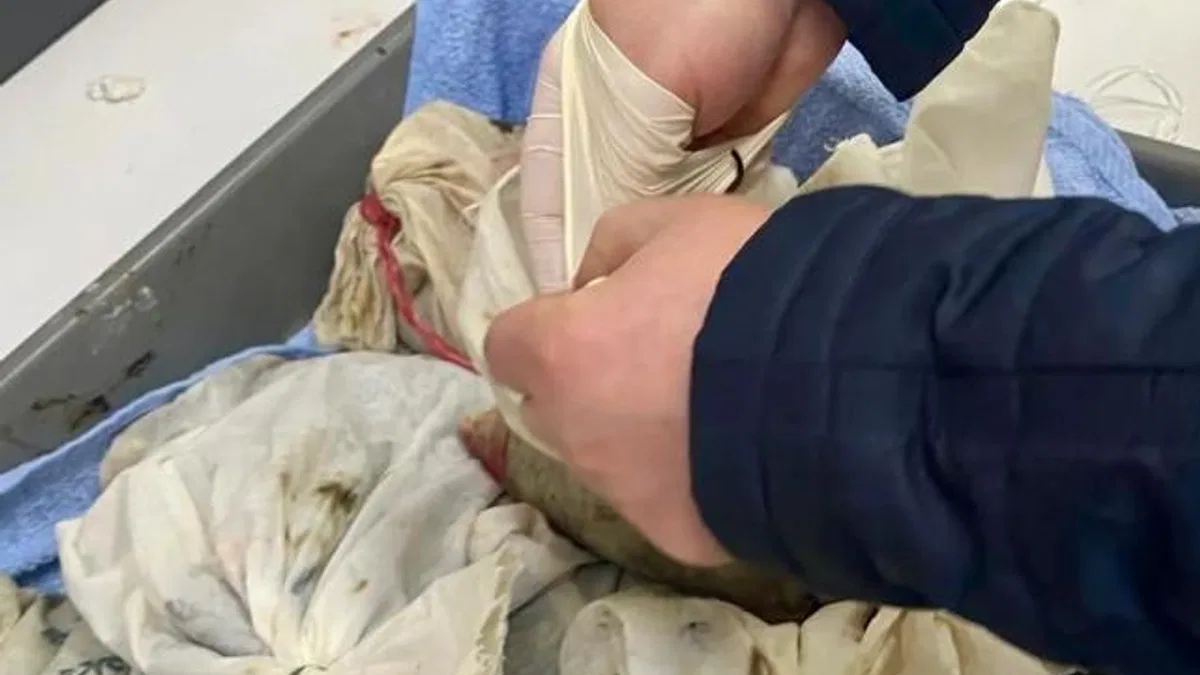İstanbul Havalimanı’nda kaçak sülük operasyonu… 90 bin canlı tıbbi sülük ele geçirildi