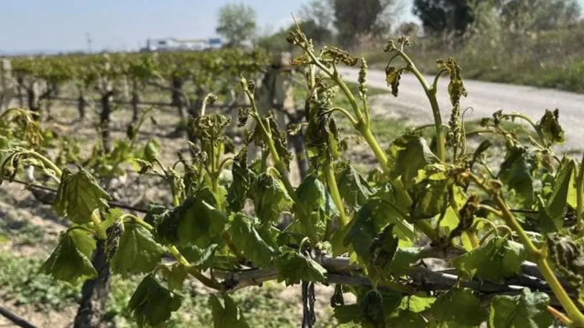 Anahtar’dan Manisa çiftçisine ‘don’ sonrası destek çağrısı