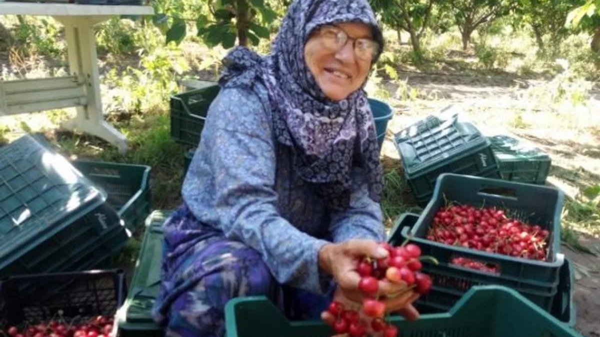 Çeribaşı Kiraz Hasat Şenliği bugün yapılacak
