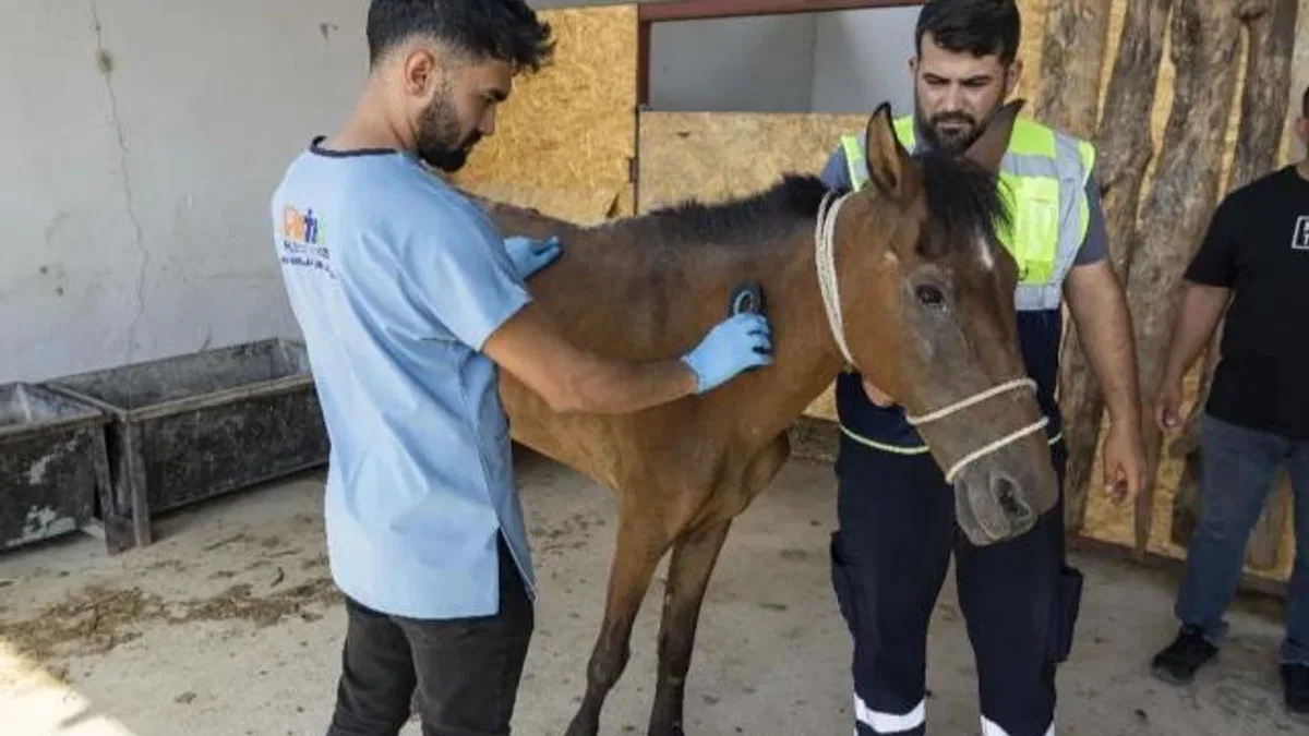 İzmir Buca’da terk edilen atlar Pako’da güvenli yaşama kavuştu