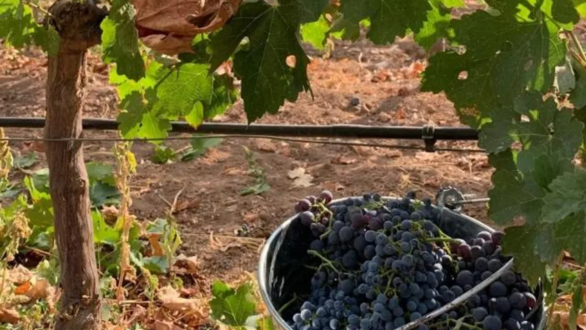 Kalecik Karası kozmetikte parlıyor