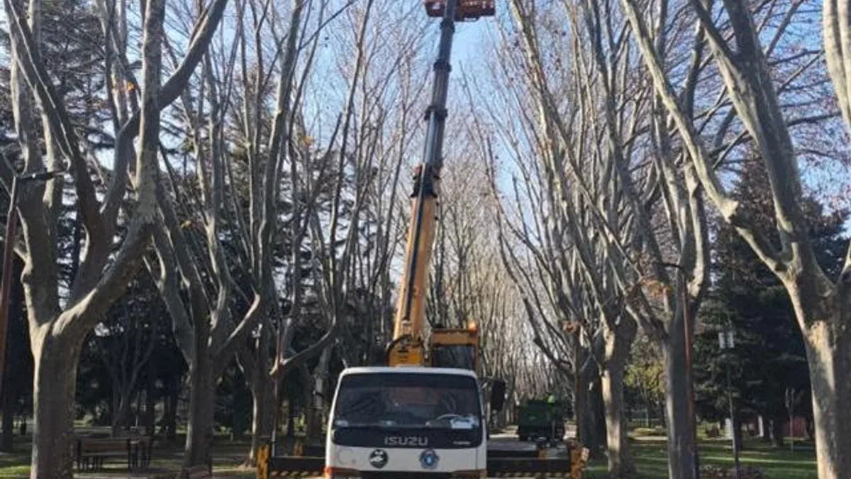 Bursa’da çınar ağaçlarına kış bakımı