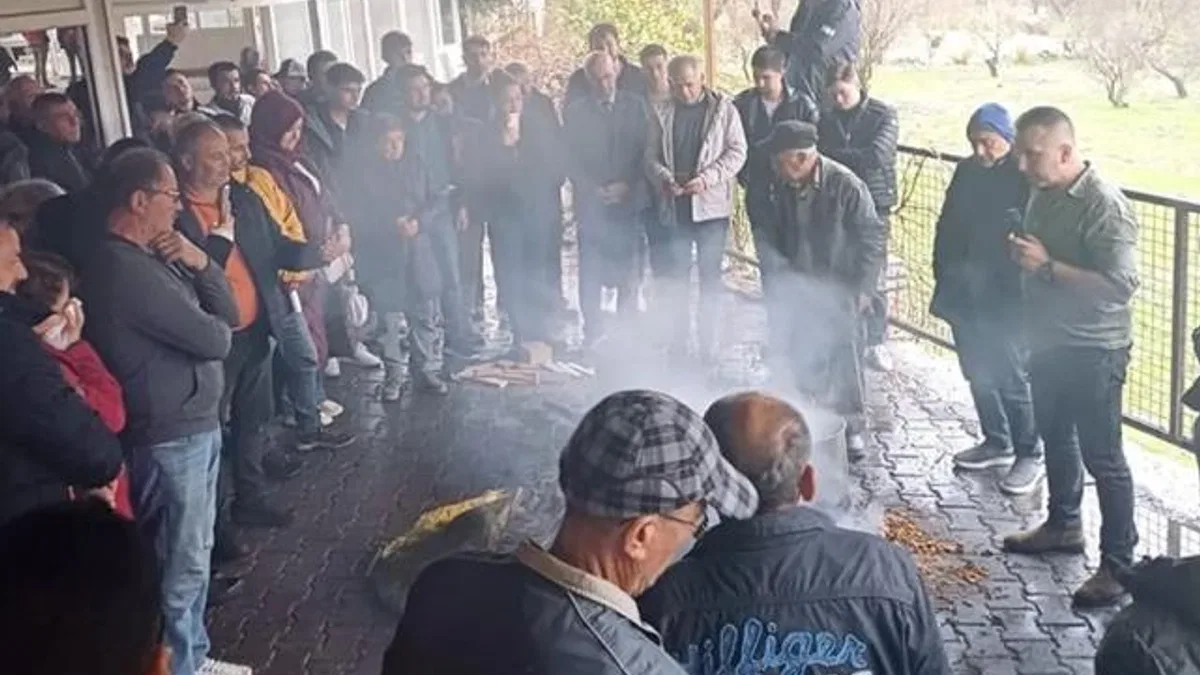Muğla’da badem biti ve zeytin zararlılarıyla mücadele