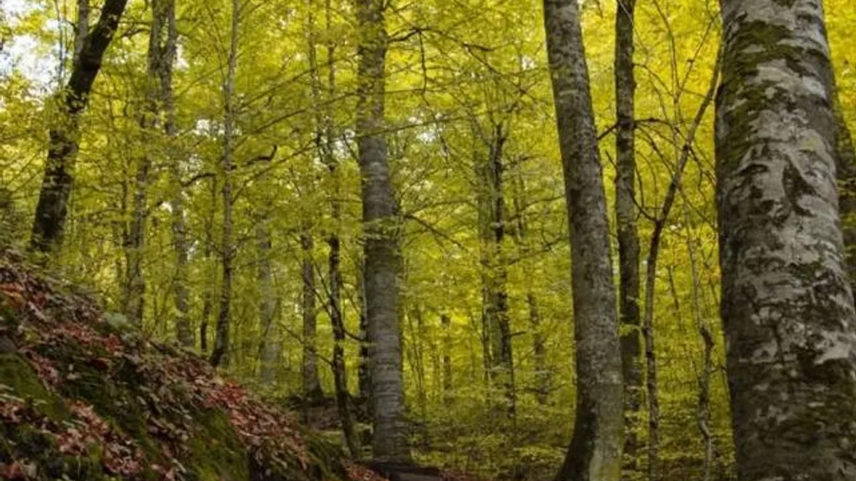 Bolu ormanlarına girişler 30 Eylül’e kadar yasaklandı!