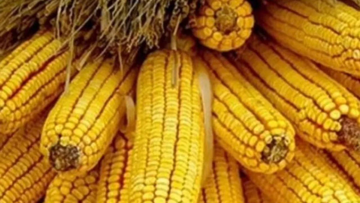Mısır ithalatına 500 bin tonluk tarife kontenjanı açıldı