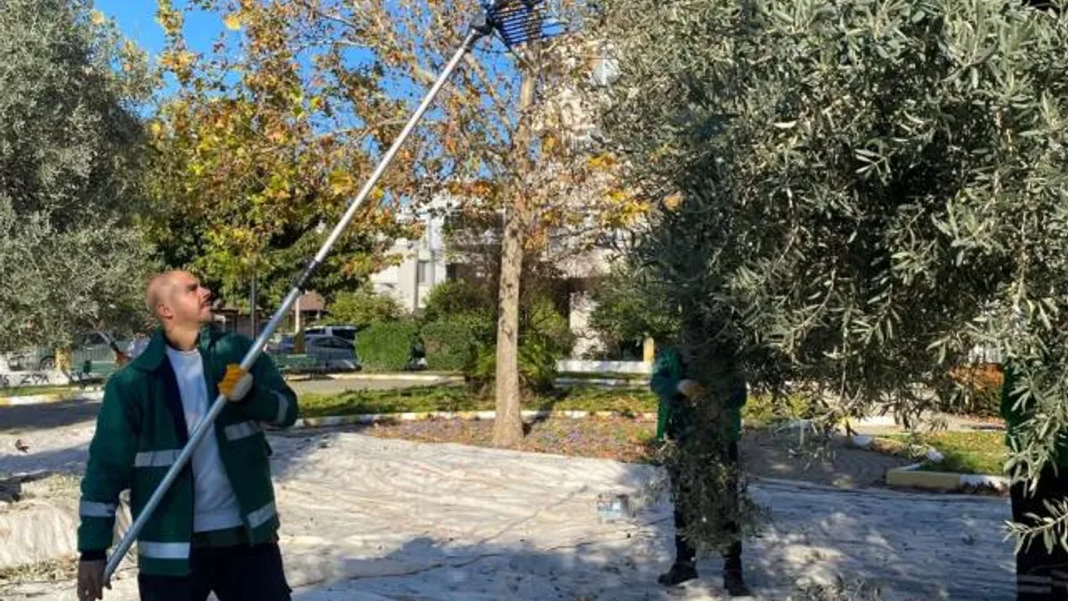 Muğla Milas’ın yeşil alanlarda zeytin hasadına devam ediyor
