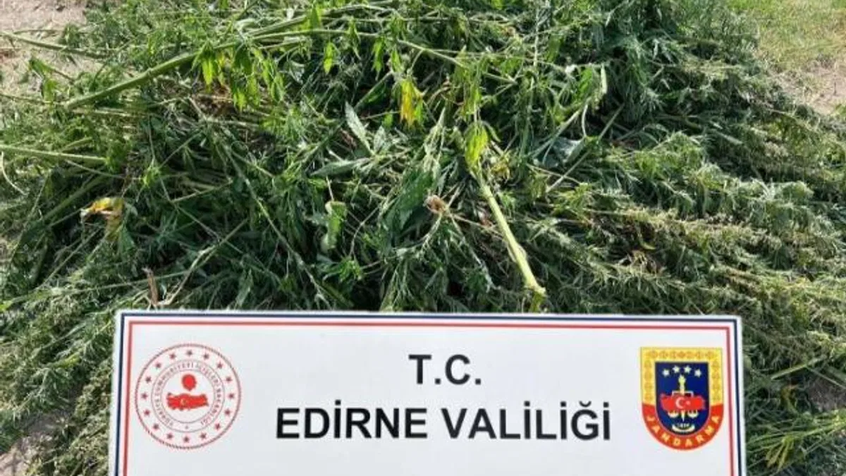 Kenevir ekimi yapan şüpheli yakalandı!
