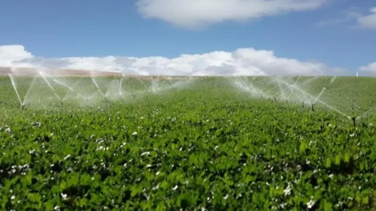 Erzurum’da 70 bin ton pancar üretimi