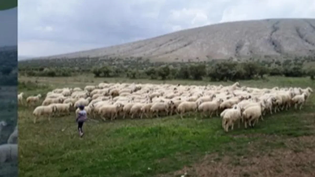 Kırsalda Bereket Projesi hazırlığı… 150 bin küçükbaş dağıtılacak