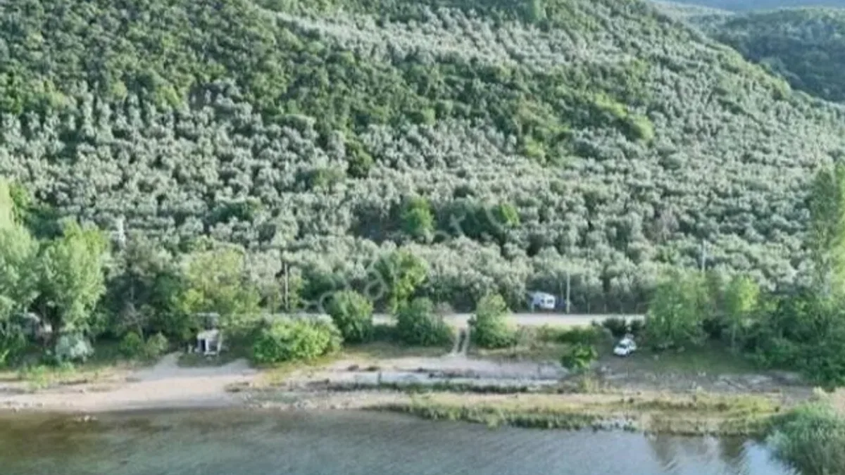 Bursa İznik’in zeytin tarlaları ilçeye renk katıyor