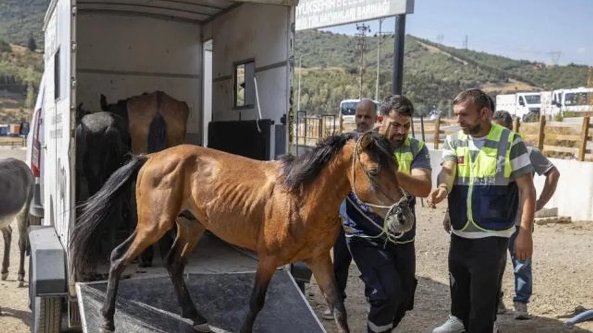 İzmir Buca’da aç ve susuz bırakılan atlar artık güvende