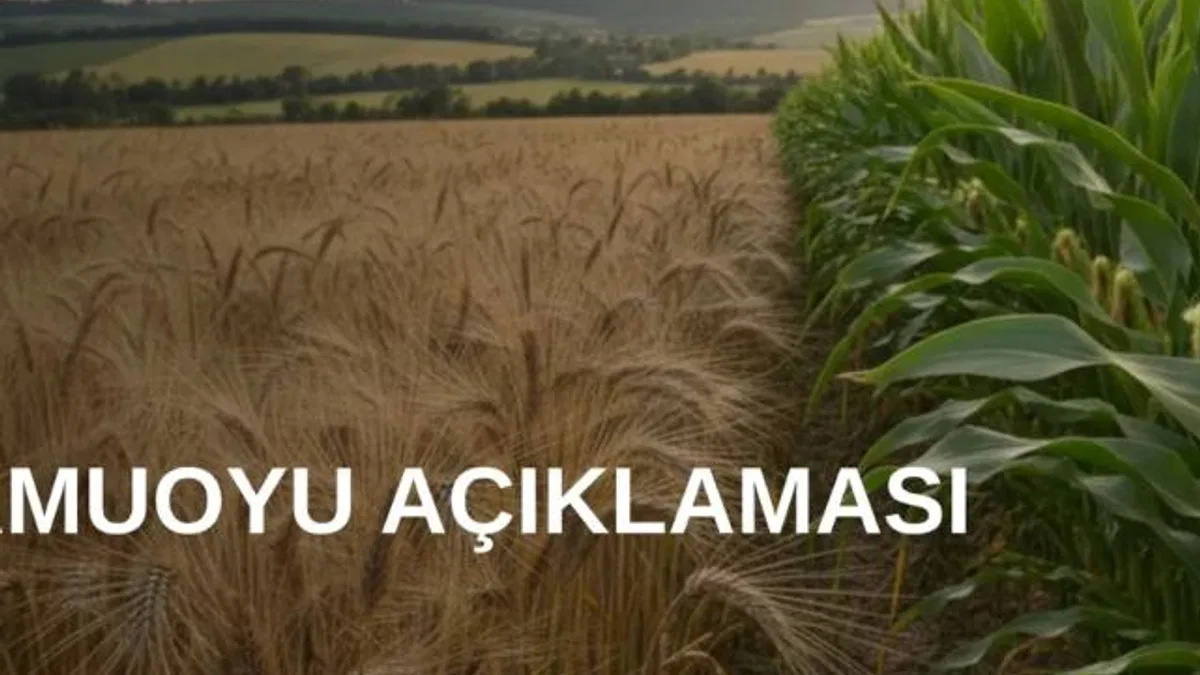 TMO’dan arpa ve mısır kontenjanlarıyla ilgili açıklama