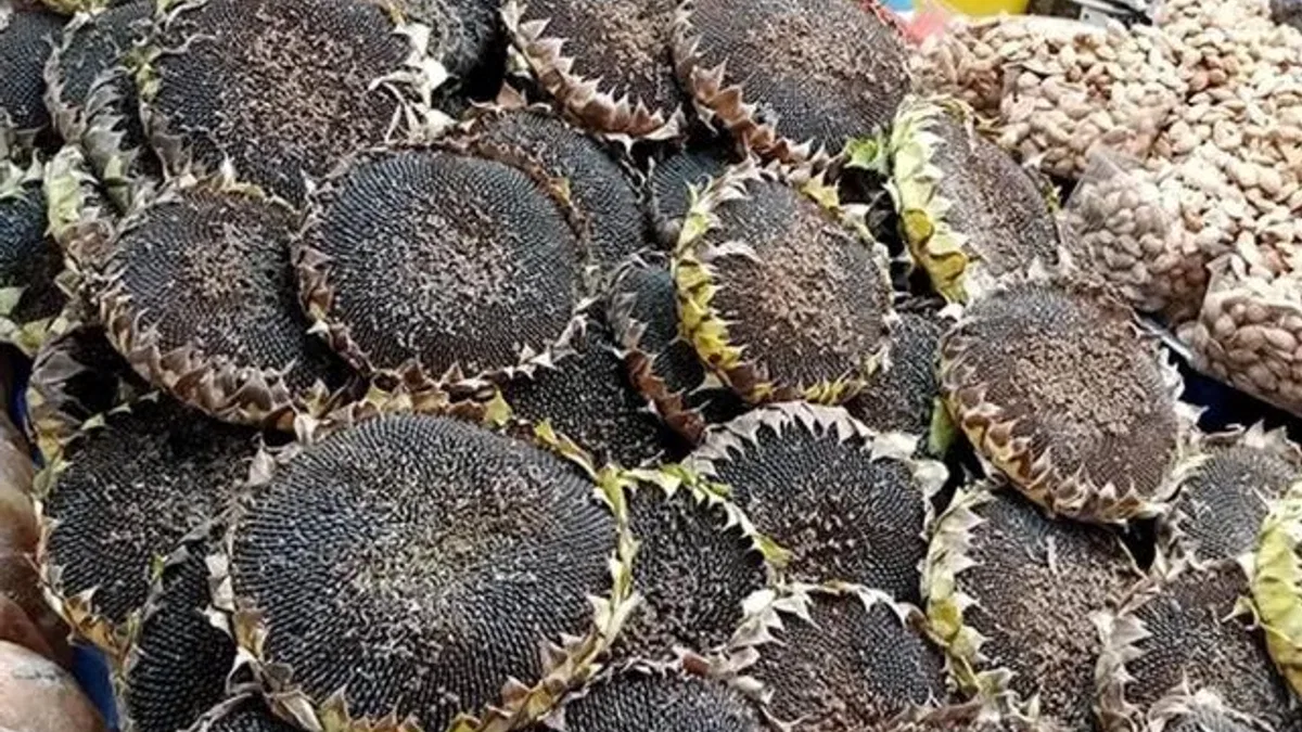 Bursa’nın çerezlik ayçiçeği hasadı başladı
