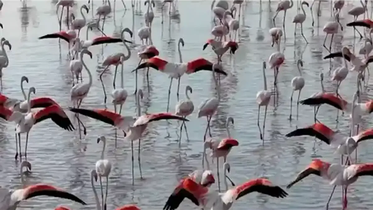 Tuz Gölü’nde flamingo sevinci