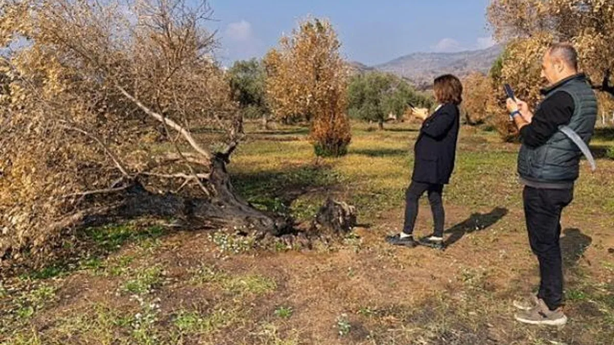 İzmir Büyükşehir yanan zeytin ağaçlarının yaşatılması için çalışma başlattı Zeytin ağaçları küllerinden doğacak