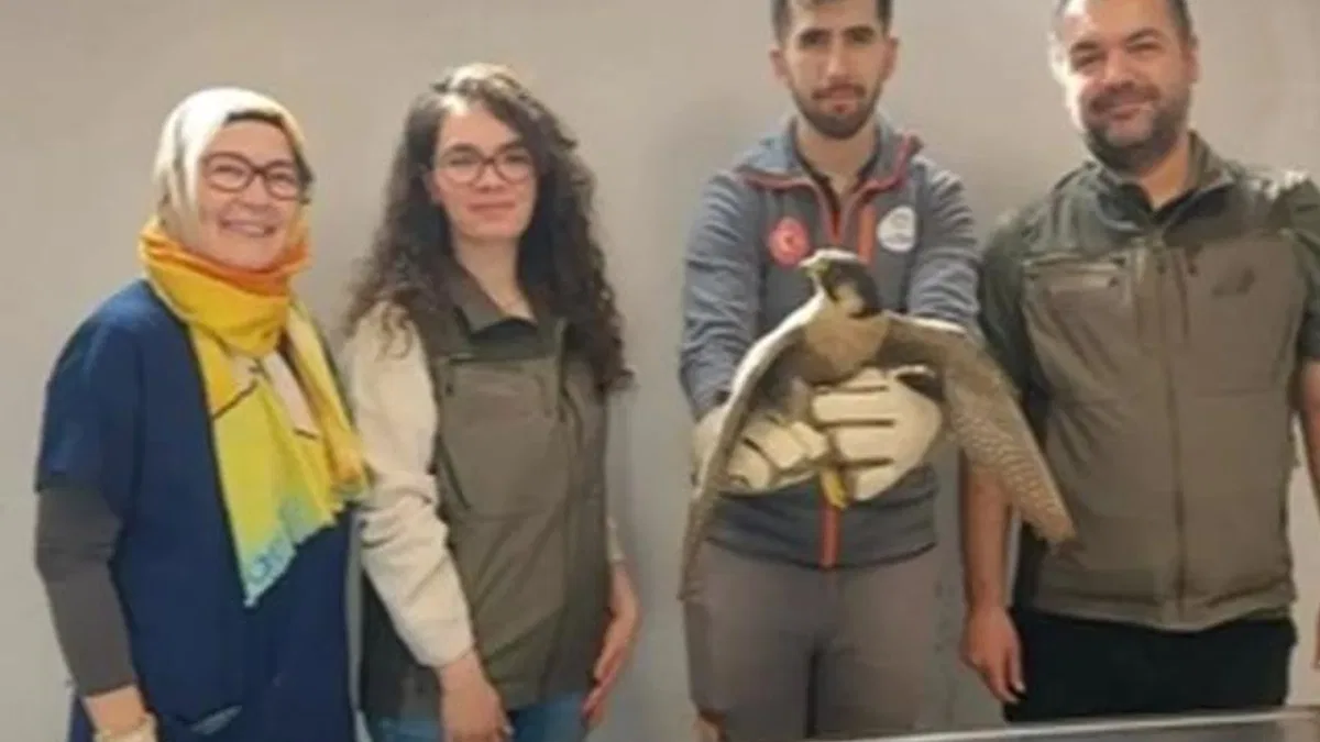 Denizli Büyükşehir yaralı akdoğanı hayata döndürdü