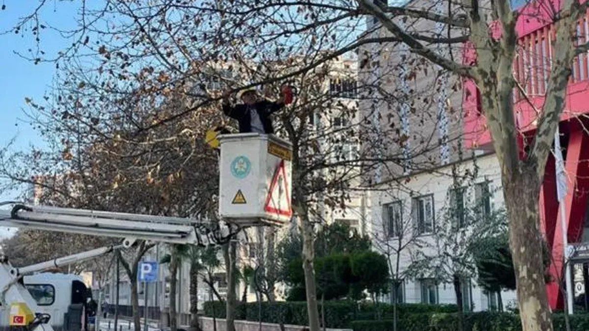 Manisa’da çınar ağaçlarına kış bakımı