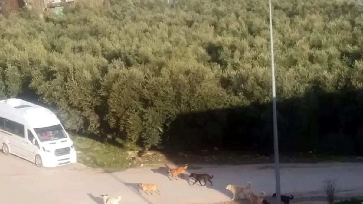 Mudanya’da başıboş köpeklerin ‘sürü’ tedirginliği!