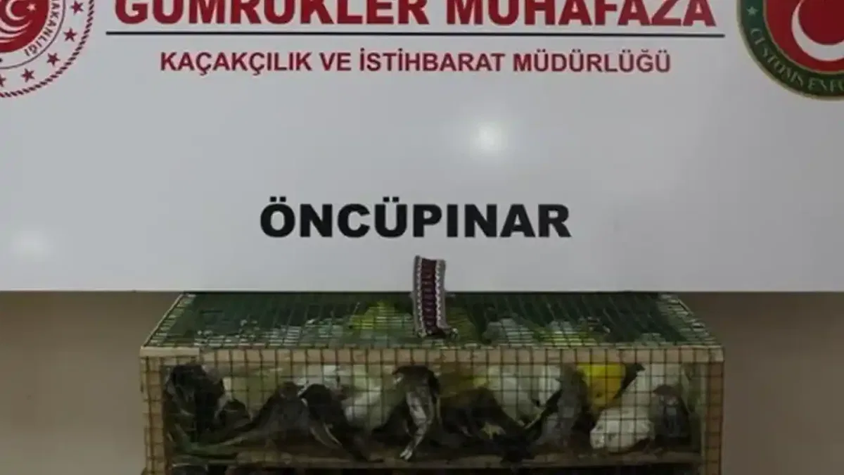 Gümrük Muhafaza’dan kaçakçılığa darbe! 2026’da 58 bin 519 canlı hayvan kurtarıldı