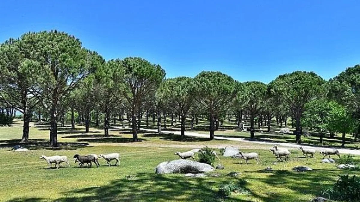 Bergama Belediyesi Zeytin ve Fıstıkta Markalaşma Yolunda