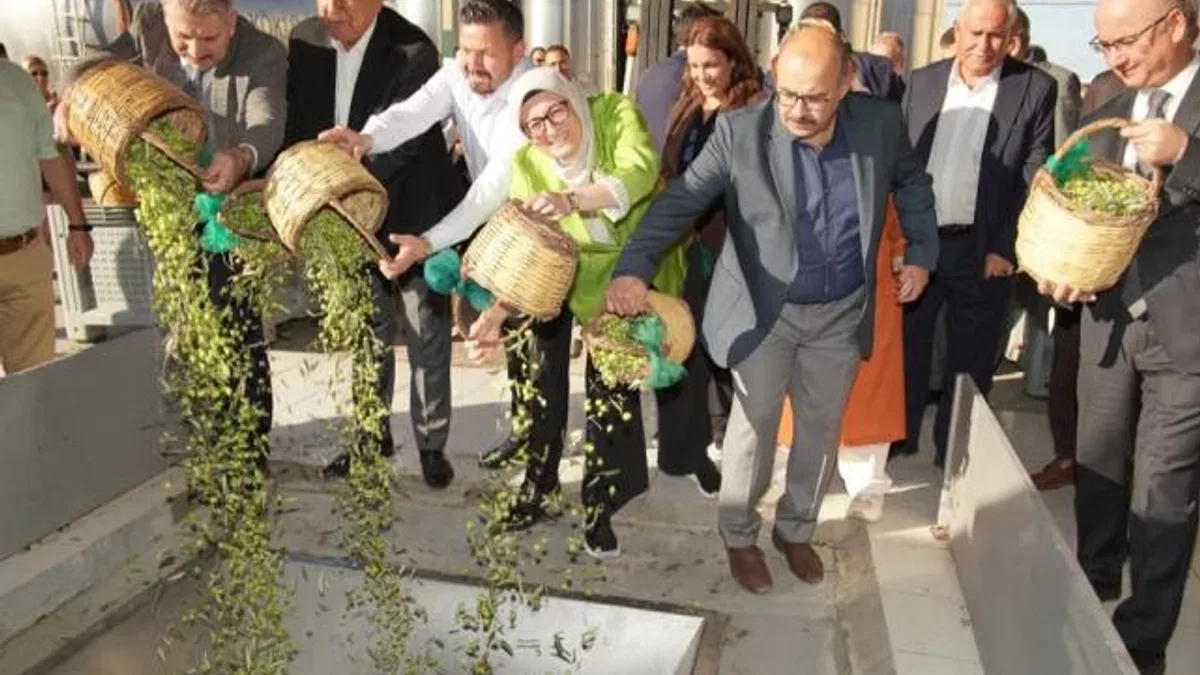 Ayvalık’ta yılın ilk zeytin hasadı yapıldı