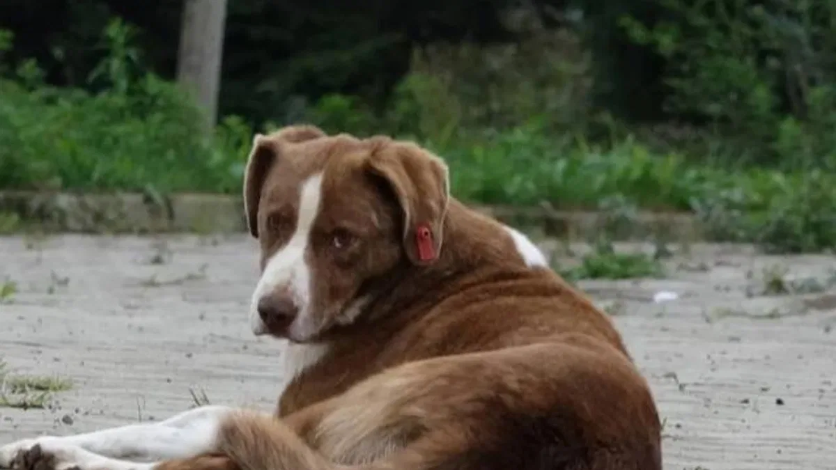 İstanbul Valiliği’nden belediyelere ‘sokak köpeği’ talimatı