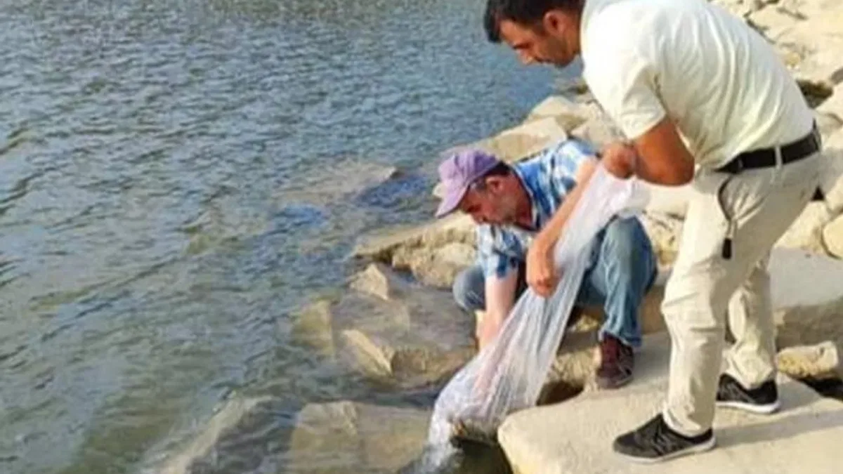 Bursa Yenişehir göletlerine binlerce sazan yavrusu bırakıldı