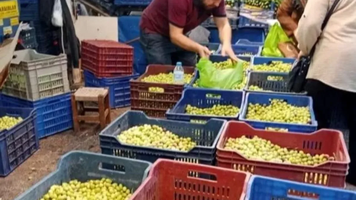 Bursa Tuz Pazarı’nda kurmalık zeytin satışı başladı