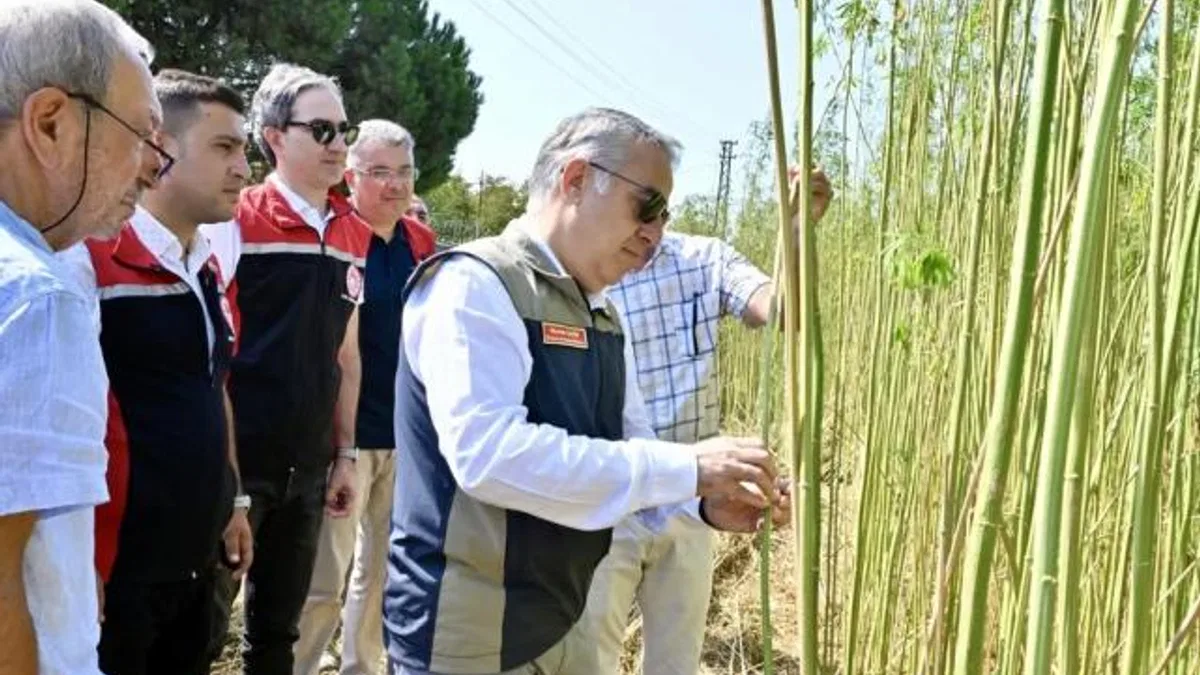 İzmir’de izinli yetiştirilen kenevire ilk hasat