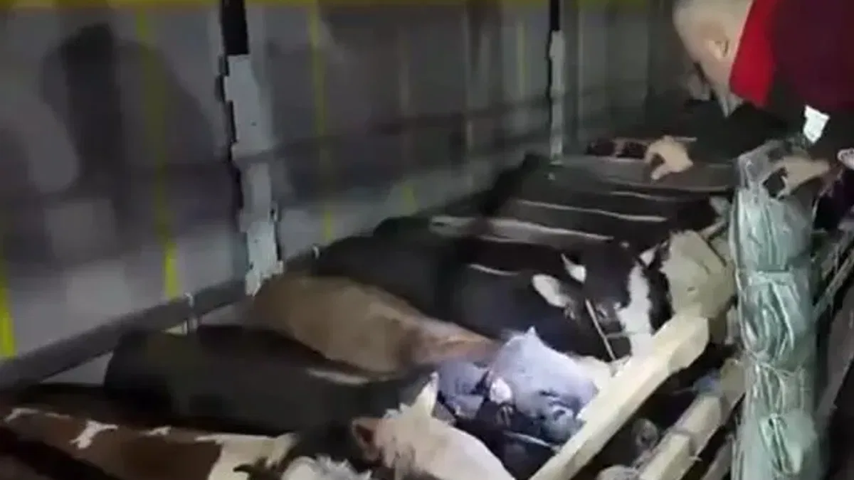 Kurban Bayramı öncesi canlı hayvan kontrolüne sıkı denetim