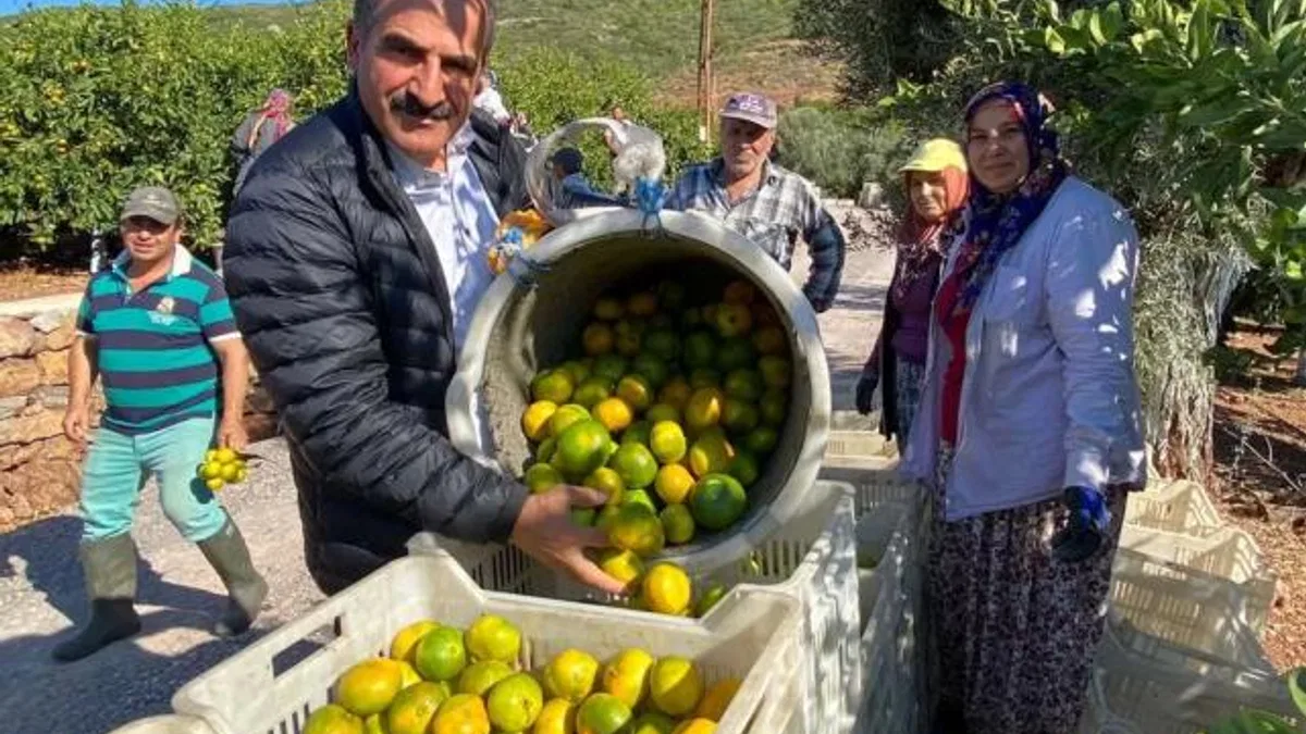 Satsuma mandalinanın ihracat yolculuğu başlıyor