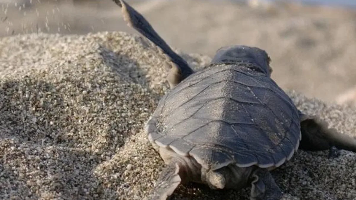 Mavi Gönüllüleri, Caretta Caretta’ları Akdeniz’le buluşturuyor