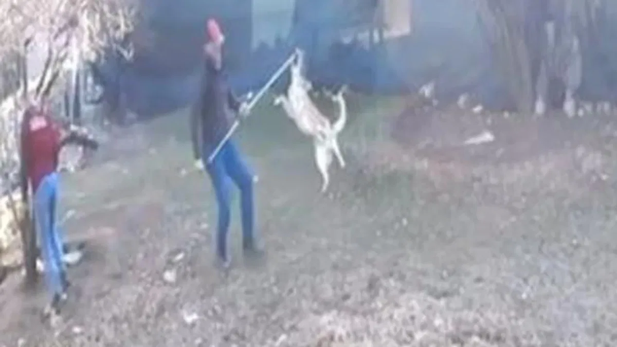 Elmalı’da köpek götürülme görüntüleri tepki çekti