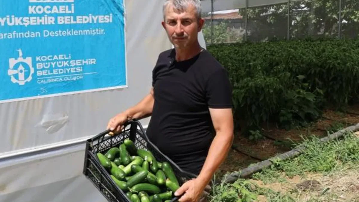 Kocaeli’de modern seralarda hasat bereketi