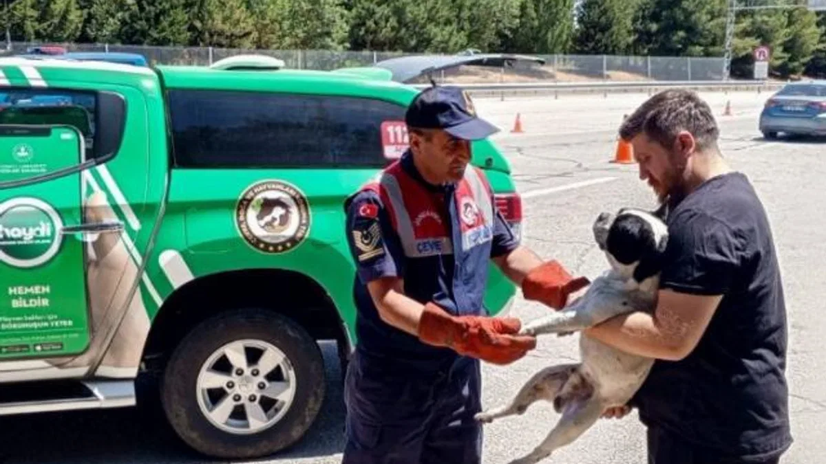 Havsa’da jandarma yaralı köpeği kurtardı