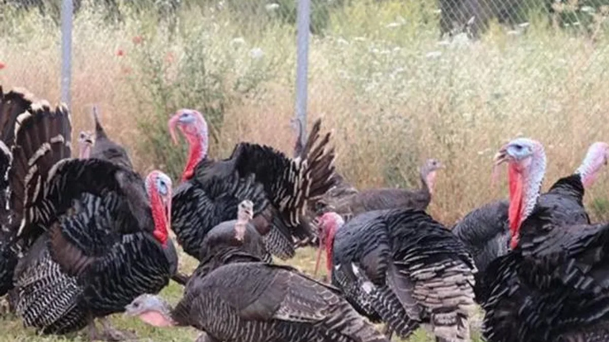 Hindi eti üretimi 8 ayda yüzde 17,1 arttı