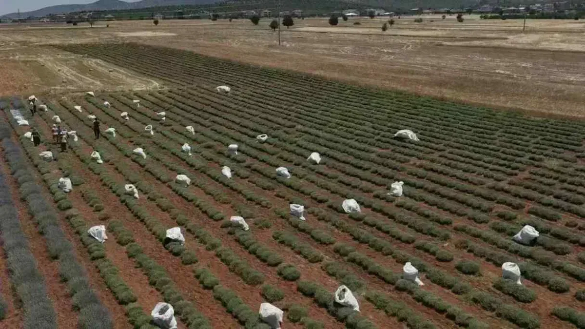 TZOB: 30 yılda 3 milyon hektar tarım arazisi kaybedildi!