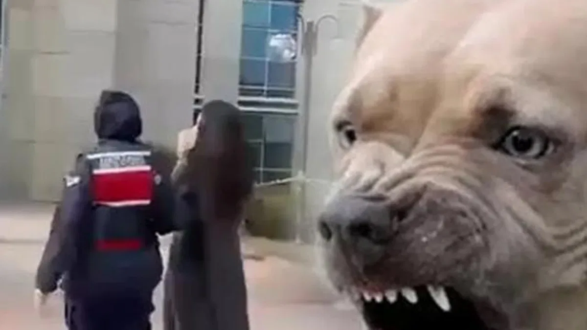 Etimesgut’ta pitbull dehşetinde yeni gelişme… Köpek sahibi tutuklandı!