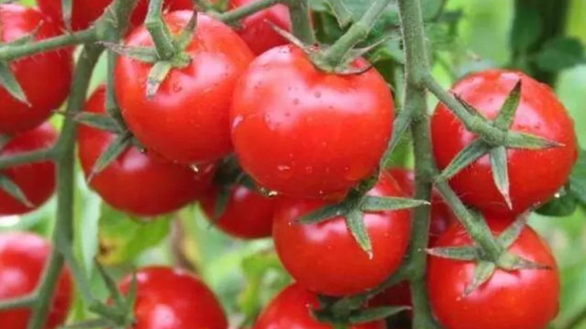 Kanser savaşçısı domates, aynı zamanda kalp dostu